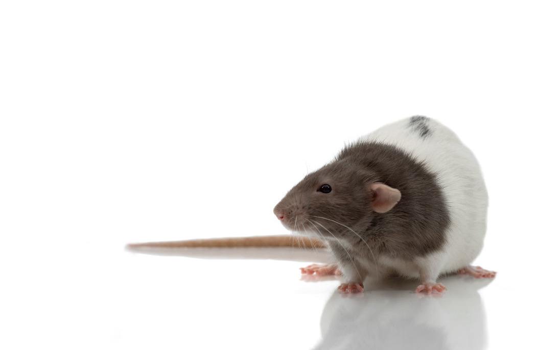 There's a $1,000 fine for beating rats with baseball bats in Galesburg.